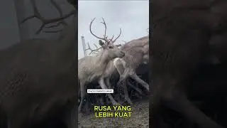 "Reindeer Cyclone" Kebiasaan Unik Rusa Kutub 🦌