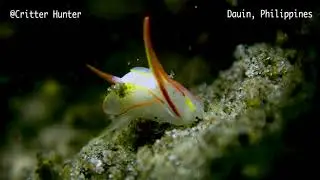 Siphopterin makisig | Project Nudibranch