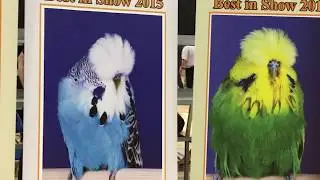 World Championship Show 2017, The Budgerigar Society part 1/2 [Budgie Planet] Exhibition Budgies