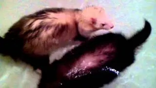 Ferrets swim