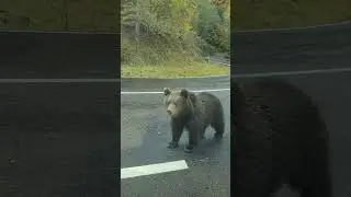 Опять гаишники! Смешная озвучка