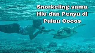 Air Jernih dan Banyak Penyu di Pulau Cocos