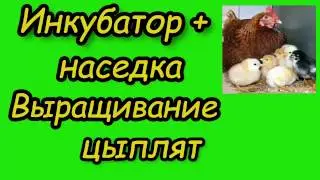 Инкубатор плюс наседка, выращивание цыплят в домашних условиях