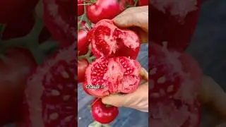 Why do farmers overwhelm the stems of tomatoes?