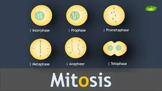 Mitosis | Cell Division | Structure and Function | Notes | Basic Science Series