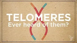 Telomeres: The Secret To Living Longer and Aging Better