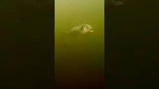 Zombie fish attack. 