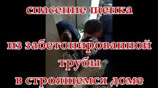Спасение щенка