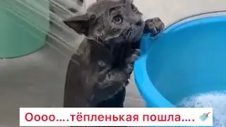 Поймали Мастер Йода…… и помыли 😹😹😹 #приколысживотными #cat #смешныекоты #animals #котыприколы