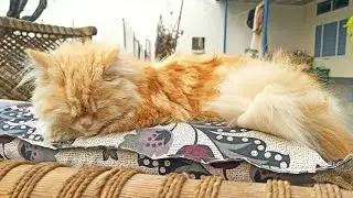 Cats Lovely walking Style | Cats Daily Routine Episode 02 | Zubii Pets Vlog