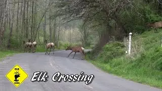 Elk Crossing