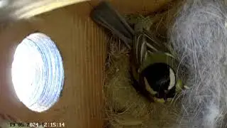 Bird_watching