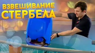 ВЗВЕШИВАНИЕ ГИБРИДА ОСЕТРОВЫХ | СТЕРБЕЛ