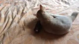 Месть щетке