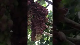 Ангури Маникюр фингер дар Душанбе