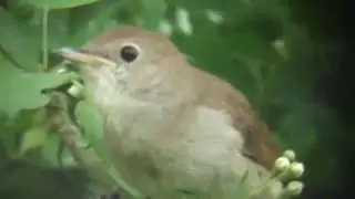 Nightingale singing extended version vol 2