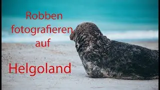 Robben fotografieren auf Helgoland 2023, Nikon Z9 Video