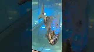 Is a Robot Fish Delicious 😋🤤? #robots #robotland#animatronics