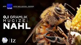 From zero to infinity… What is a bee trying to tell us?