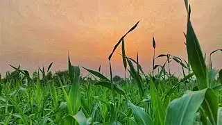 LG v60 Thinq 8K Video Recording