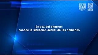 En voz del experto: Conoce la situación actual de las chinches
