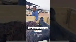 ارتفاع اسعار الحلال بالعلا  🔥😭 الاربعاء 1446/5/4