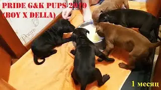 PRIDE G&K PUPS 2019 (BOY X DELLA)