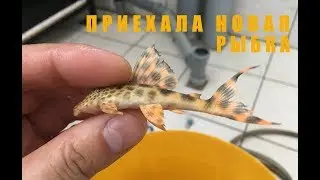 С чего начать? Пожалуй с новой рыбки!