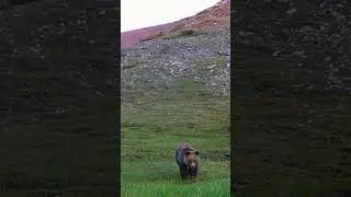 Ты меня снимаешь? 🐻 #hunting #bears #bear #hunter #photography #video