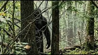 A Man Filmed NEW Unseen Incredible Footage of BIGFOOT on Video!