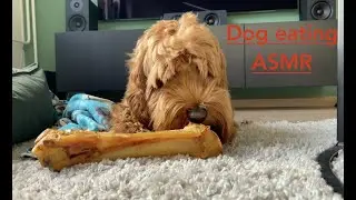 Dog eating bone - ASMR