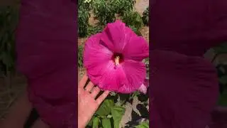 Красавец гибискус расцвел!
