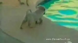 Doggys