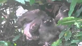three baby birds