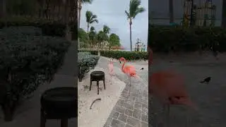 Taking a walk with the pink flamingos, but are they really pink?