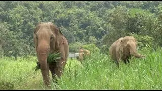 Providing Sanctuary for Elephants in Thailand and Cambodia– Asian Elephant Projects