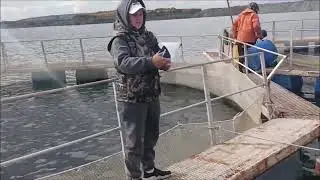 Как растет и созревает форель в садках??? Немного цифр