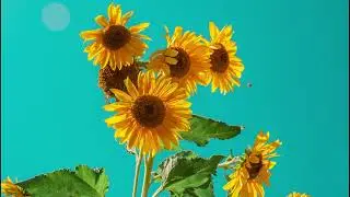 Boney M. - Sunny (Gidor Remix)