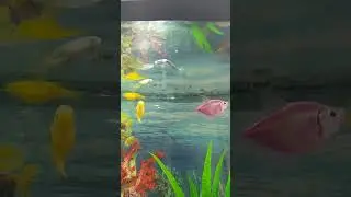 мои рыбки 🐟🐠🐟