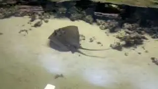 Скаты играют