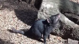 Tasmanian Devils  and other animals in Bonorong Wildlife Sanctuary, Brighton, Australia