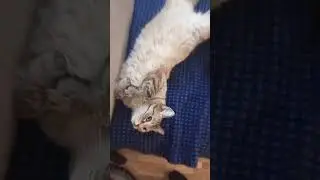 A very cute cat