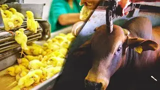 ¡REVELANDO La VERDAD! | 🐣 Tras Bastidores de la Industria Carnica 🐄