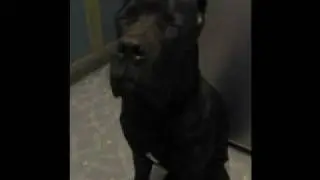 Cane Corso Беньямино делла Фортуна Жуан Борджиа