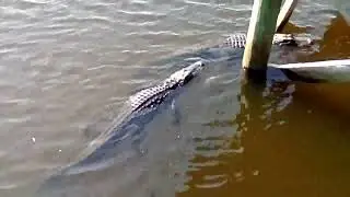 ALLIGATOR 🐊 doesn't want any visitors!?