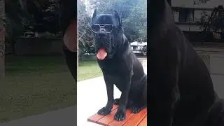 He is HANDSOME..! - Cane Corso ... #shorts