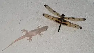 tiktiki vs Dragonfly