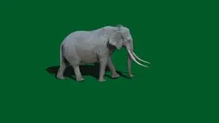 Elephant Green Screen video