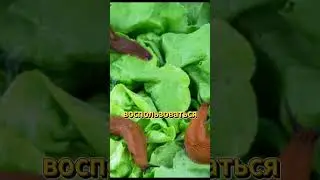 Народное средство от гусеницы капустной совки. 