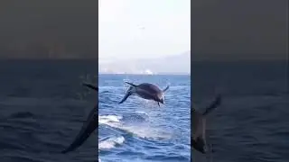 Yunus balığı Dolphin 